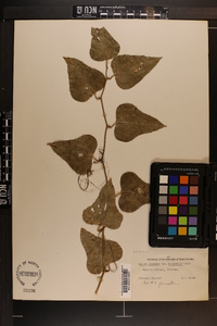 Smilax bona-nox image