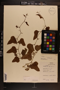 Smilax bona-nox image