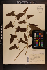 Smilax bona-nox image