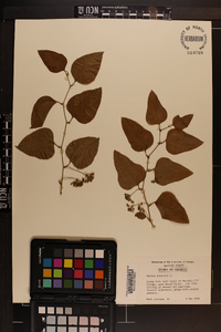 Smilax bona-nox image