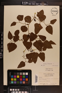 Smilax bona-nox image