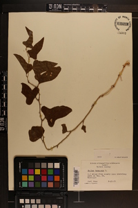 Smilax bona-nox image