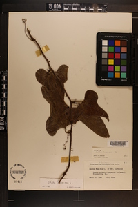 Smilax bona-nox image