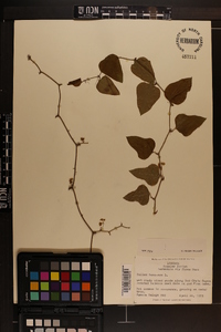 Smilax bona-nox image