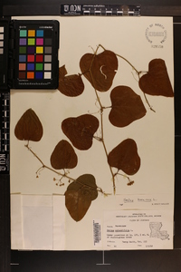 Smilax bona-nox image