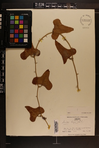 Smilax bona-nox image