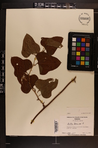 Smilax bona-nox image