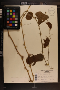 Smilax bona-nox image