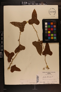 Smilax bona-nox image