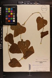 Smilax bona-nox image