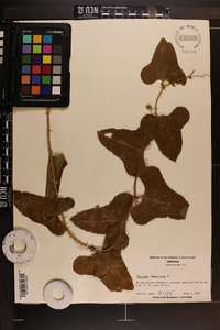 Smilax bona-nox image