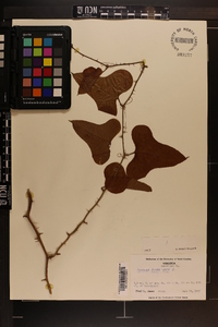 Smilax bona-nox image