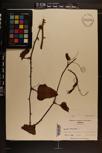 Smilax bona-nox image