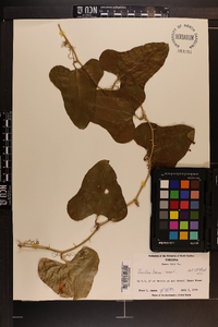 Smilax bona-nox image