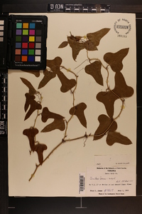 Smilax bona-nox image