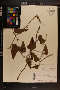 Smilax bona-nox image