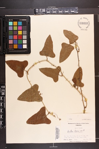 Smilax bona-nox image