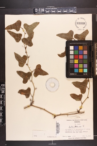 Smilax bona-nox image