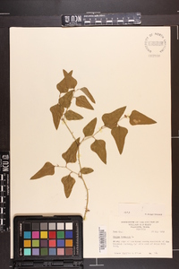 Smilax bona-nox image