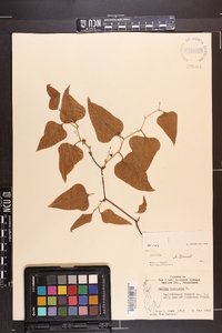 Smilax bona-nox image