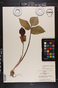 Arisaema triphyllum subsp. triphyllum image