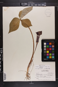 Arisaema triphyllum subsp. triphyllum image