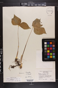 Arisaema triphyllum subsp. triphyllum image