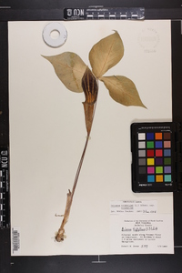 Arisaema triphyllum subsp. triphyllum image