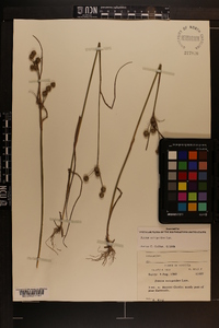 Juncus scirpoides image