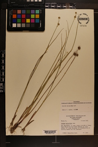 Juncus scirpoides image