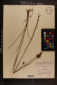 Juncus scirpoides image