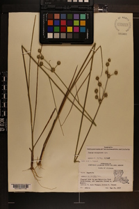 Juncus scirpoides image