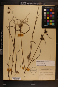 Juncus scirpoides image