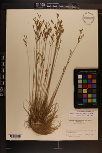 Juncus secundus image