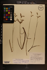 Juncus subcaudatus image