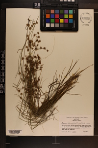 Juncus subcaudatus image