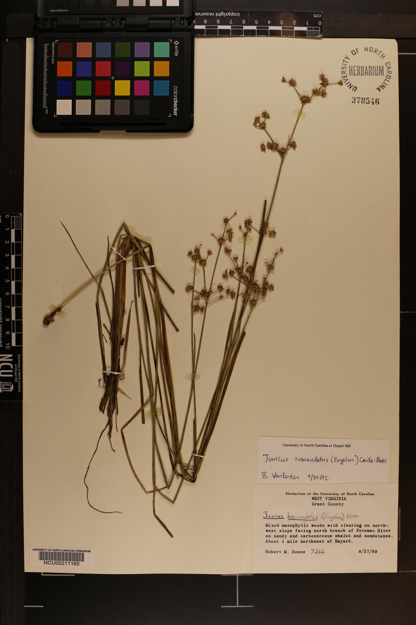 Juncus subcaudatus image