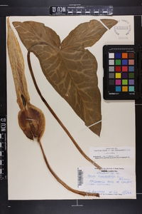 Arum maculatum image