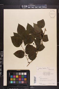 Smilax tamnoides image