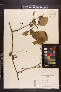 Smilax tamnoides image