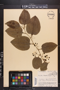 Smilax tamnoides image