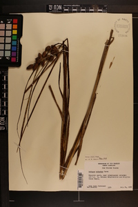 Bolboschoenus robustus image