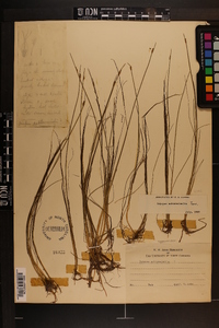 Schoenoplectus subterminalis image