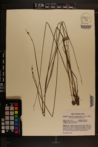 Schoenoplectus subterminalis image