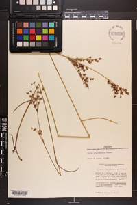 Juncus trigonocarpus image