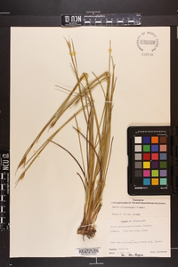 Juncus trigonocarpus image