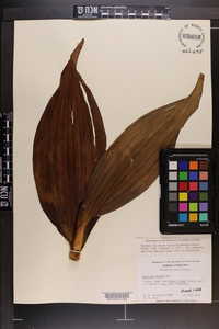 Veratrum viride image