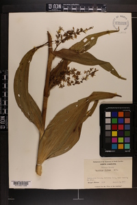 Veratrum viride image