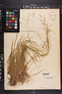 Poa autumnalis image