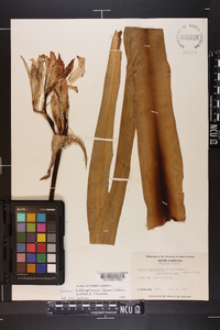 Crinum bulbispermum image